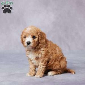 Hugo, Cavapoo Puppy
